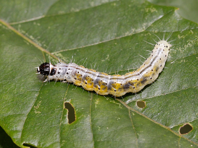 �r���E�h�n�}�L�̗c��