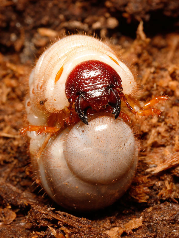 カブトムシの幼虫の顔