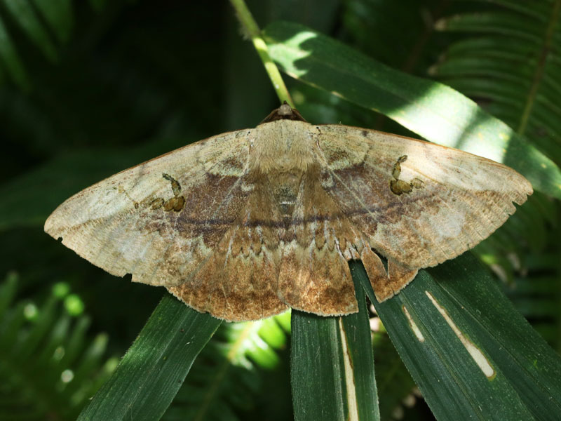 カキバトモエ