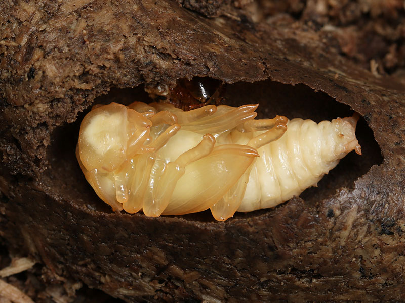 コクワガタのメスの蛹