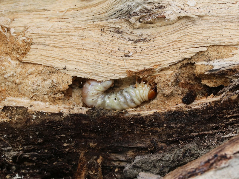 朽木の中に潜んでいたコクワガタの幼虫