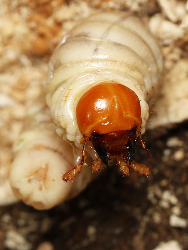 コクワガタの幼虫の頭部