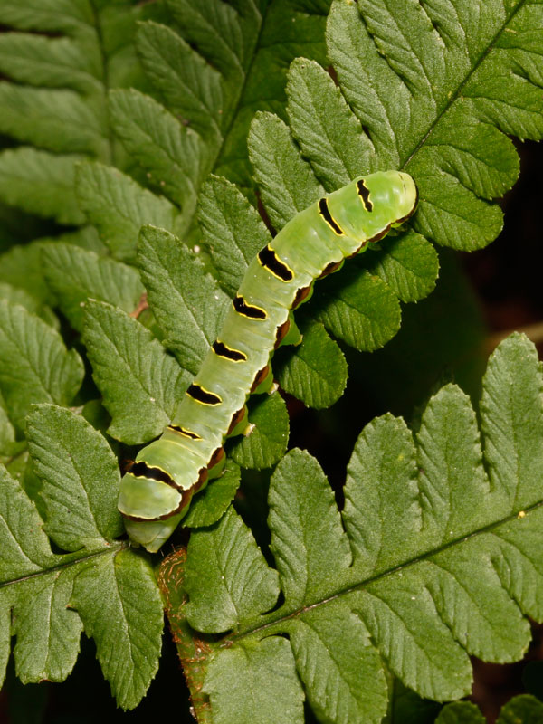Y様　　　マダラ THE IDOLM@STER SHINY COLORS WING COLLECTION -A side-