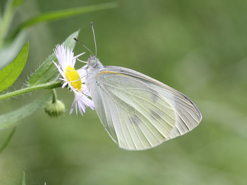 モンシロチョウ モンシロチョウの幼虫→さなぎ→成虫まで！青虫の飼い方・育て方まとめ